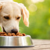 A Comprehensive Guide on How to Feed My Dog a Raw Food Diet