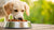 A Comprehensive Guide on How to Feed My Dog a Raw Food Diet