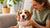 A Comprehensive Guide on How to Put on Weight for a Dog