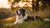 A Comprehensive Guide on How to Stop Guarding Behavior in Dogs