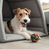 A Dog Food Recipe: Crafting Nourishing Meals for Our Canine Companions