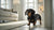 A Practical Guide to Homemade Food for Dogs with Kidney Problems in 2024
