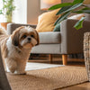 Air Dried Dog Food vs Kibble: Making the Right Choice for Your Furry Friend