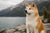 Akita Temperament: Understanding the Unique Personality of Akitas