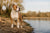American Staffordshire Terrier Personality Traits