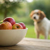 Are Apples Good for Dogs? A Comprehensive Guide to Feeding Apples Safely