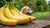 Are Bananas Good for Dogs to Lose Weight?