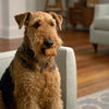 Are Biscuits Bad for Dogs? Understanding the Risks and Rewards