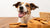 Are Biscuits Good for Dogs? Understanding the Benefits and Risks-141108707567