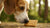 Are Biscuits Harmful for Dogs? Understanding Canine Snack Safety-141108969711