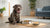 Are Biscuits Healthy for Dogs? Understanding the Nutritional Impact and Safe Practices