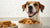 Are Biscuits OK for Dogs? The Comprehensive Guide to Treating Your Furry Friend-140924289263