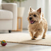 Are Carrots Good for Dogs? A Comprehensive Guide for Pet Owners