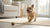 Are Carrots Good for Dogs? A Comprehensive Guide for Pet Owners