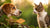 Are Cat Biscuits Bad for Dogs? Understanding the Risks and Nutritional Needs of Our Furry Friends-141106610415