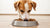 Are Cat Foods Safe for Dogs? Exploring Nutritional Challenges and Health Risks-140139331823