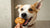 Are Cookies Safe for Dogs? A Comprehensive Guide to Canine Cookie Consumption-140924748015