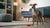 Are Dental Chews Enough for Dogs? Understanding Their Role in Canine Oral Health