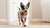 Are Dental Sticks Healthy for Dogs? A Comprehensive Guide for Pet Owners