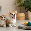 Are Digestive Biscuits Good for Dogs? Exploring the Risks and Alternatives