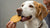 Are Digestive Biscuits Okay for Dogs? An In-Depth Guide for Pet Owners-141105922287