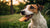 Are Dog Biscuits Good for Dogs? Understanding the Impact of Treats on Canine Health-141109002479