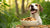 Are Dog Biscuits Good for Dogs? Understanding the Role of Treats in Your Pup's Diet-141109362927