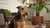Are Dog Calming Treats Safe? A Comprehensive Guide for Pet Owners