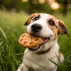 Are Dog Cookies Good for Dogs? A Comprehensive Guide