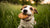 Are Dog Cookies Good for Dogs? A Comprehensive Guide
