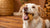 Are Dogs Allowed Biscuits? A Comprehensive Guide for Pet Owners-141109264623
