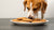 Are Dogs Allowed Ginger Nut Biscuits? Understanding the Safety and Risks-141107462383