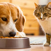 Are Dogs Allowed to Eat Cat Food? Understanding the Risks and Nutritional Needs