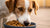 Are Dogs Supposed to Chew Kibble? Understanding Your Dog's Eating Habits