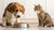 Are Dogs Supposed to Eat Cat Food? Understanding Nutritional Needs and Implications-140410552559