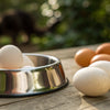 Are Eggs Good for Dogs? A Comprehensive Guide for Pet Owners