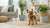 Are Female Dogs Harder to Take Care Of? A Comprehensive Guide for Pet Owners