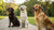 Are Food Allergies Common in Dogs? Understanding the Myths and Realities
