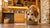 Are Fortune Cookies Good for Dogs? Understanding the Risks and Alternatives-140928024815