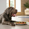 Are Freeze Dried Dog Treats Healthy? A Comprehensive Guide for Pet Owners