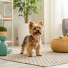 Are Freeze Dried Dog Treats Raw? Understanding the Benefits and Options for Your Furry Friend