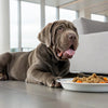 Are Ginger Biscuits Good for Dogs? What Every Dog Owner Should Know