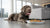 Are Ginger Biscuits Good for Dogs? What Every Dog Owner Should Know