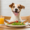 Are Grain-Free Dog Foods Bad? Understanding the Risks and Benefits for Your Pet