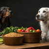 Are Grain-Free Foods Better for Dogs? Understanding the Impact on Your Canine Companion