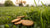 Are Grass Saver Biscuits Safe for Dogs? A Comprehensive Guide