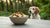 Are Human Biscuits Good for Dogs? A Comprehensive Guide for Pet Owners