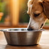 Are Metal Water Bowls Bad for Dogs? A Comprehensive Guide for Pet Owners