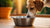 Are Metal Water Bowls Bad for Dogs? A Comprehensive Guide for Pet Owners-140794691823