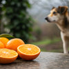Are Oranges Good for Dogs? Everything You Need to Know